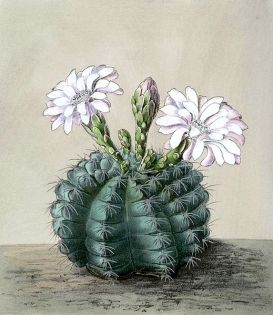 519px-gymnocalycium_anisitsii_blkakteent83