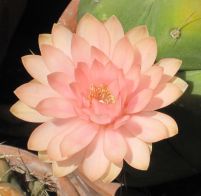 614px-gymnocalycium_horstii_3