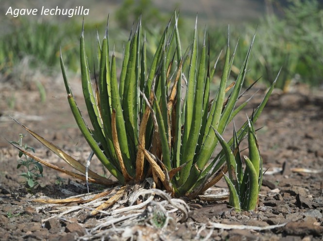 agave-lechugilla