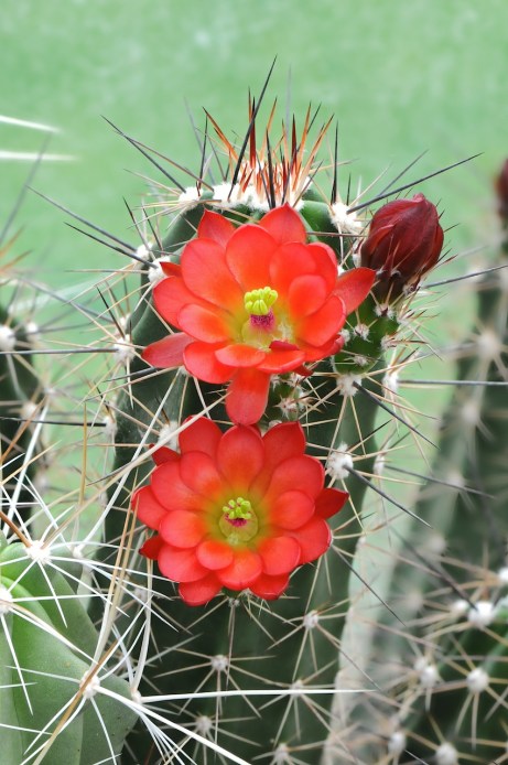 claret-cup-cactus