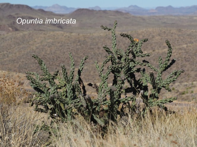 opuntia-imbricata