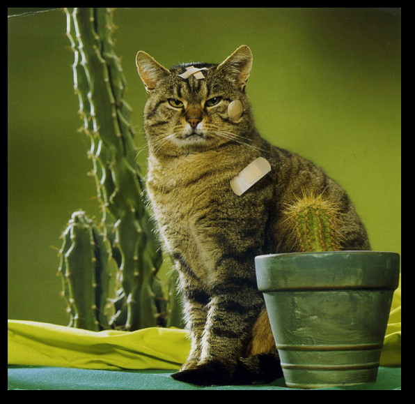 repotting-cat