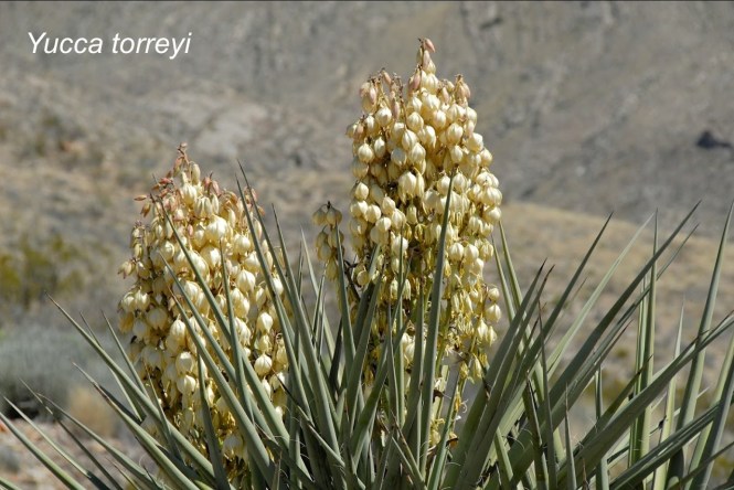 yucca-torreyi