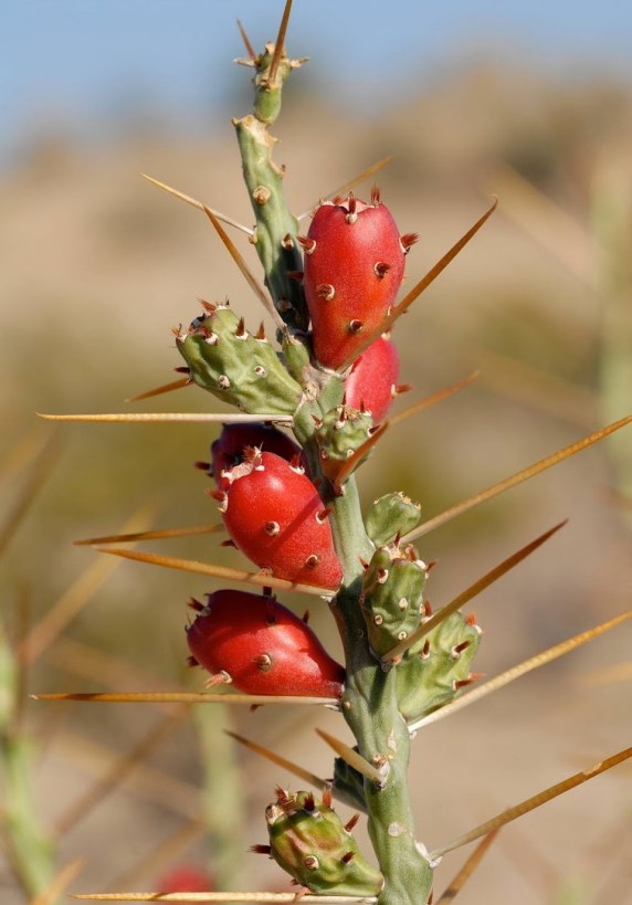 DSC_1594 - Version 2