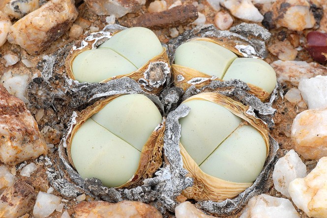 dsc_2084-version-2mod