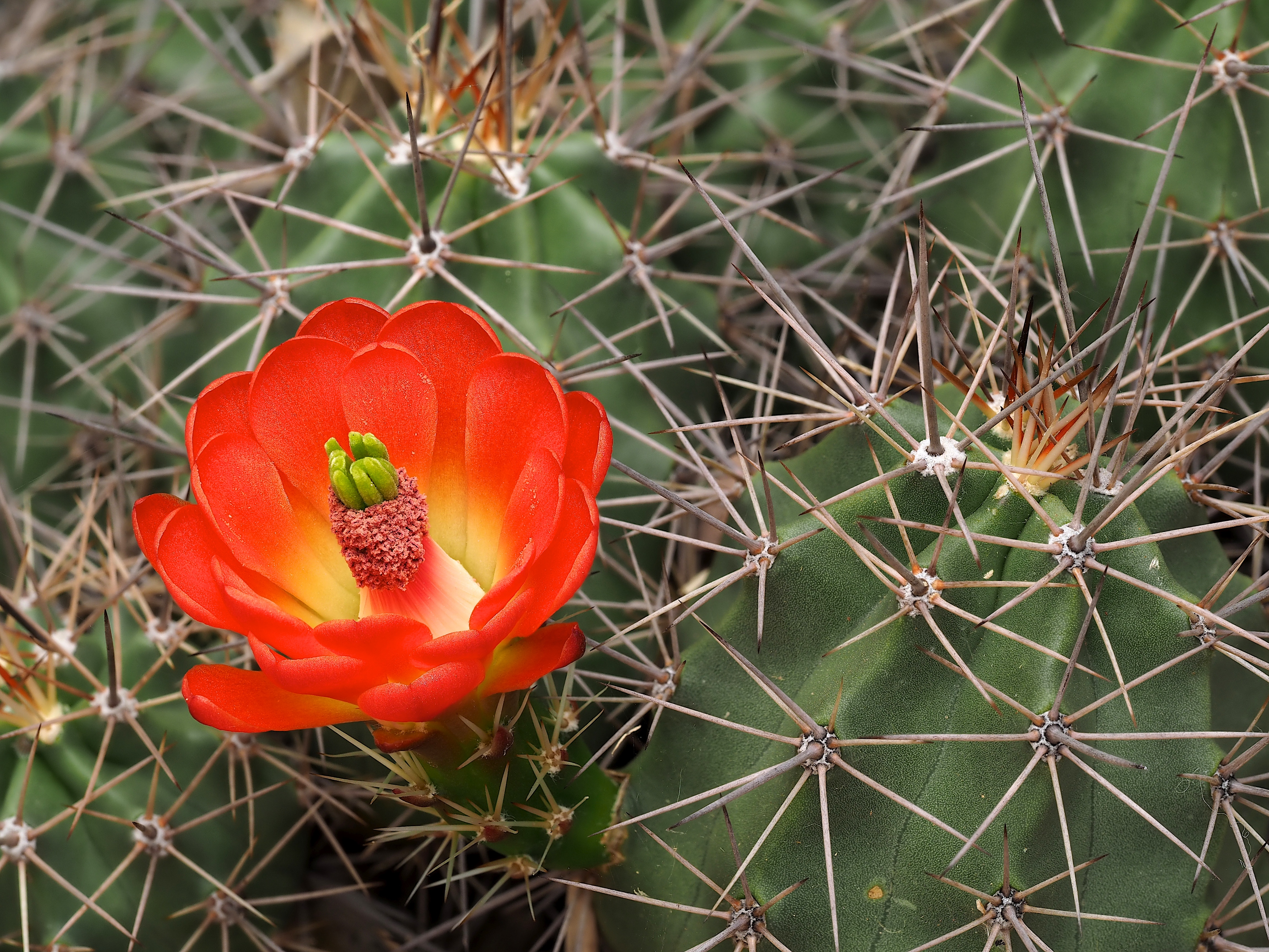 focus result 9 (a, 8, 4) - version 2